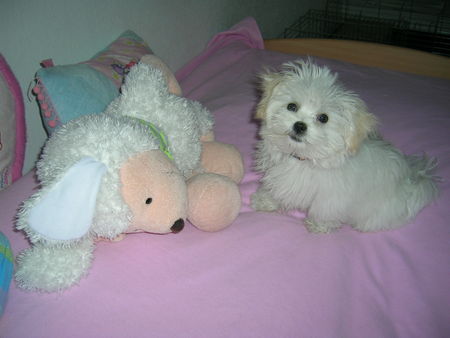 Malteser Hunde Foto 43521 Malteser Benny 14 Wochen