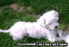 Malteser Hunde Foto 12134 Malteser Unsere kleine Gina