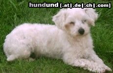 Malteser Hunde Foto 12252 Malteser Gina die Schüchterne