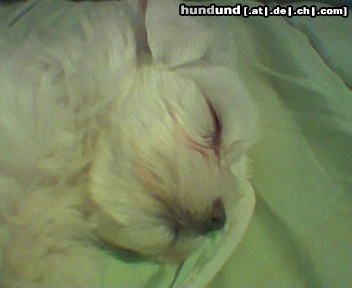 Malteser Hunde Foto 5455 Malteser Meine kleine Hexe