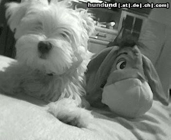 Malteser Hunde Foto 6658 Malteser Mein Freund IhAh und ich :)