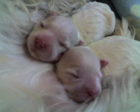 Malteser Hunde Foto 33882 in höherer Auflösung ansehen Malteser Zwei Malteser Babys, 1 Stunde alt