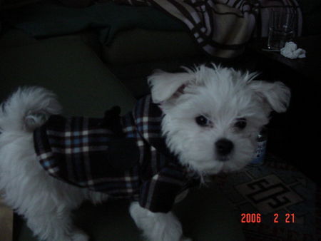 Malteser Hunde Foto 29573 Malteser mein Krümel-Baby