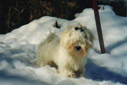 Malteser Hunde Foto 885 Malteser Charly vom Keilberg