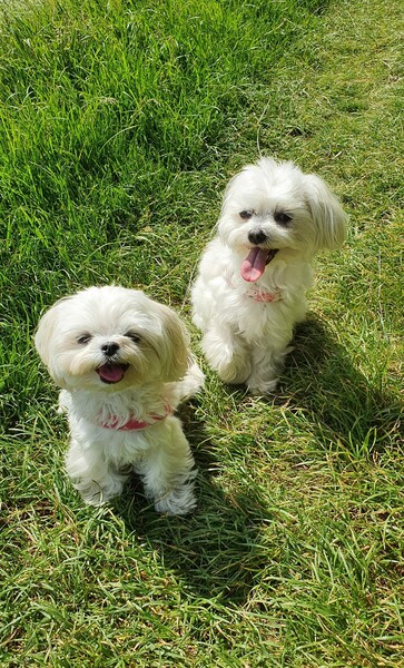 Malteser Lilly und Stella genießen die Sonne