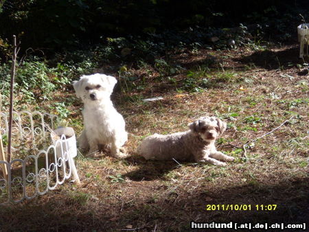 Malteser Hunde Foto 46713 in höherer Auflösung ansehen Malteser Max & Puppy (weißer Hund Malteser->Brauner Bolonka Zwetna)
