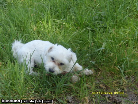 Malteser Maxi in der Wiese mit Stöckchen