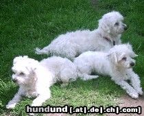 Malteser Hunde Foto 12250 Malteser Unsere 3 Malteser Willy,Lady und Gina