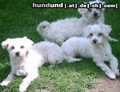 Malteser Hunde Foto 12251 Malteser Unsere 3 Malteser Willy,Lady und Gina