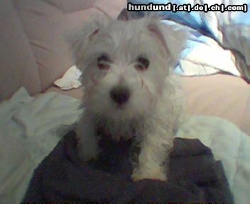 Malteser Hunde Foto 6058 Malteser ihhhhhhhhh... also Regen ist schon was schlimmes...