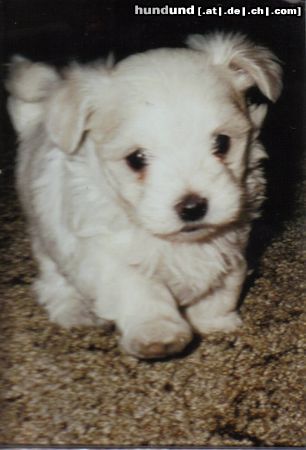 Malteser Hunde Foto 20122 in höherer Auflösung ansehen Malteser Dat is doch mal ne handvoll hund- bitte das verhältnis von hund:teppichschlaufen beachten!!!!!