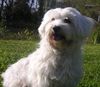 Malteser Foto: Jimmy (ID 34732) Malteser Hund