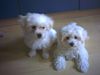 Malteser Foto: Mein Bruder und ich (Ciara & Gino) (ID 24085) Malteser Hund