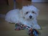Malteser Foto: Ciara (ID 23860) Malteser Hund
