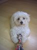 Malteser Foto: Ciara (ID 24084) Malteser Hund