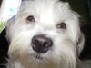 Malteser Foto: Beanie (ID 6282) Malteser Hund