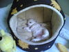 Malteser Foto: Engel (ID 34721) Malteser Hund