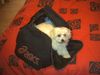Malteser Foto: Ich muss mit!! (ID 24081) Malteser Hund