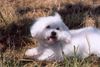 Malteser Foto: Balou legt ein kleines Päuschen ein (ID 7677) Malteser Hund