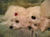 Malteser Foto: Traumpaar (ID 34720) Malteser Hund