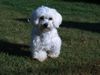 Malteser Foto: Wickie (ID 18914) Malteser Hund