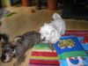 Malteser Foto: Warten auf Frauchen (ID 6288) Malteser Hund