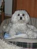 Malteser Foto: Wickie - Wie man sich bettet ... (ID 18913) Malteser Hund
