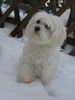 Malteser Foto: Wickie im Schnee (ID 18955) Malteser Hund