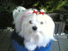 Malteser Foto: Ashley of Flaming Sky (ID 43224) Malteser Hund