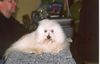 Malteser Foto: Ist irgendwie cool hier (ID 7796) Malteser Hund