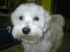 Malteser Foto: Beanie (ID 6284) Malteser Hund