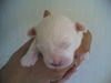 Malteser Foto: malteser Baby (ID 34215) Malteser Hund