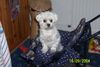 Malteser Foto: Julia (ID 30513) Malteser Hund