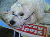 Malteser Foto: Angie beim Zeitung-lesen (ID 32086) Malteser Hund