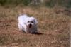 Malteser Foto: Balou beim Spatziergang (ID 7776) Malteser Hund