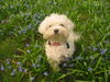Malteser Foto: Emmely im Gras (ID 26852) Malteser Hund