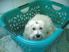 Malteser Foto: Unsere Prinzessin (ID 31933) Malteser Hund