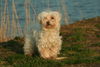 Malteser Foto: Vergess Dich nie, mein Freund! (ID 31457) Malteser Hund