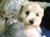 Malteser Foto: Mein Bebii und ihr Freund Gloria (ID 23285) Malteser Hund