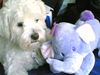 Malteser Foto: Mein Bebii und ihr Freund Heffalump (ID 23286) Malteser Hund