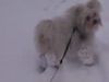 Malteser Foto: Bald ist wieder Winter und ich kann so herrlich im Schnee toben. Aber wehe wenn Frauchen die (ID 26068) Malteser Hund