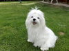 Malteser Foto: Ashley of Flaming Sky (ID 45413) Malteser Hund