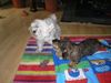 Malteser Foto: Beanie war in der Waschmaschine (ID 6285) Malteser Hund