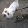 Malteser Foto: Beanie lächelt (ID 6281) Malteser Hund