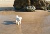 Malteser Foto: geh'n wir schwimmen? (ID 6509) Malteser Hund