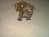 Malteser Foto: wau ist das lustig! (ID 3351) Malteser Hund