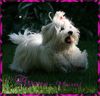 Malteser Foto: Cinderellas Ayana-Yumi (ID 42389) Malteser Hund
