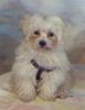 Malteser Foto: Das ist meine kleine Lucy als baby. Ist schon immer gern fotografiert worden *fg* (ID 4597) Malteser Hund