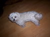 Malteser Foto: Herkules (ID 26238) Malteser Hund