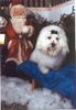 Malteser Foto: Balou und der Weihnachtsmann (ID 7773) Malteser Hund